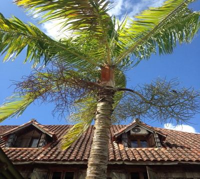 Dypsis leptocheilos - Palmier dypsis 