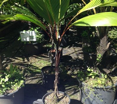Vershafeltia splendida - Palmier à échasses