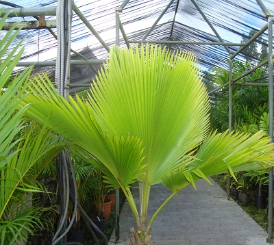 Pritchardia pacifica - Palmier éventail