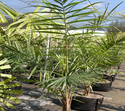Raphia farinifera - Palmier Glou-glou