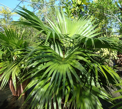 Livistona chinensis - Latanier du japon