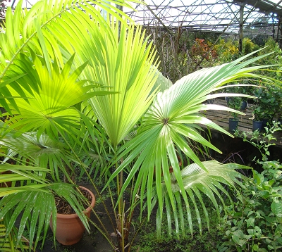Livistona rotundifolia - Palmier livistona rotundifolia