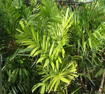 Ptychosperma macarthurii - Palmier Bambou