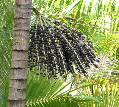 Euterpe oleracea - Palmier pinot noir