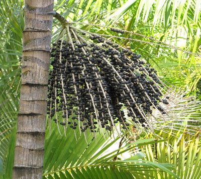 Euterpe oleracea - Palmier pinot noir ou Acai
