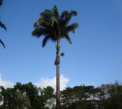 Roystonea regia - Palmier royal