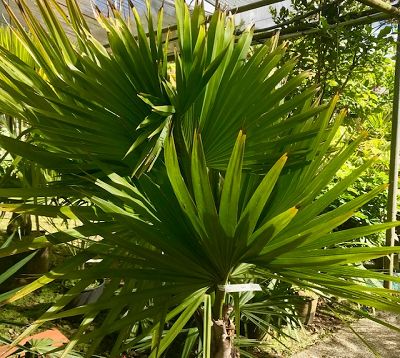Sabal palmetto - Chou palmiste