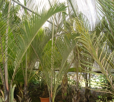 Neodypsis decaryi - Palmier triangle
