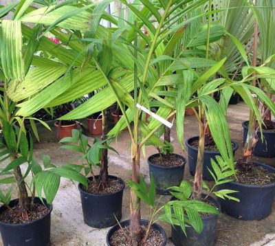Areca vestaria - Palmier à tronc orange