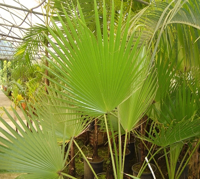 Washingtonia robusta - Palmier washingtonia