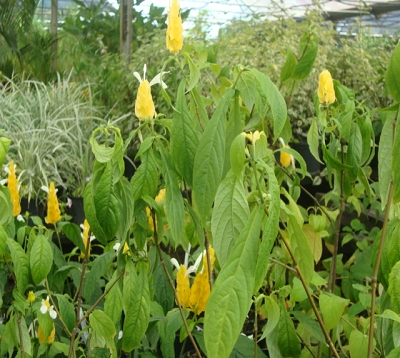 Pachystachys lutea - Panache d'officier