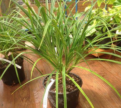 Pandanus pygmaeus - Pandanus nain