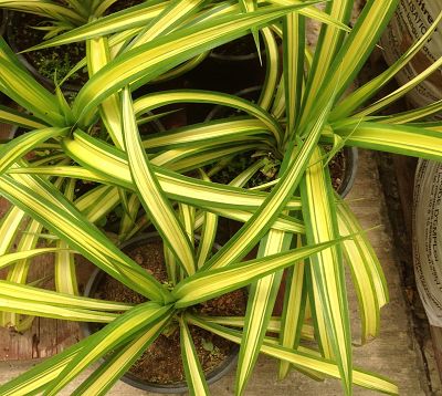 Pandanus Baptistii aureus - Pandanus nain vert et jaune