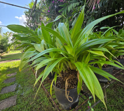 Pandanus triangularis