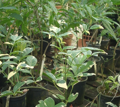 Pandorea variegata - Pandorea panaché