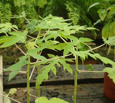 Carica papaya - Papayer