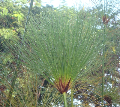 Cyperus papyrus - Papyrus du Nil