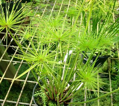 Cyperus haspan - Papyrus nain