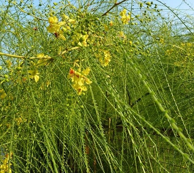 Parkinsonia aculeata - Parkinsonia
