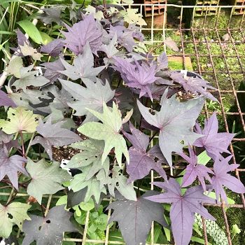 Ipomoea batatas - Patate douce 