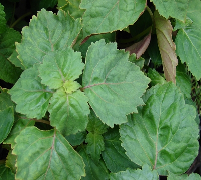 Pogostemon cablin - Patchouli
