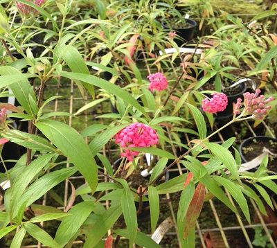 Rondeletia leucophylla - Panama Rose