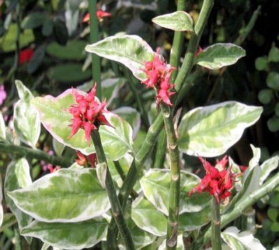 Pedilanthus tithymaloides - Pedilanthus varieté naine