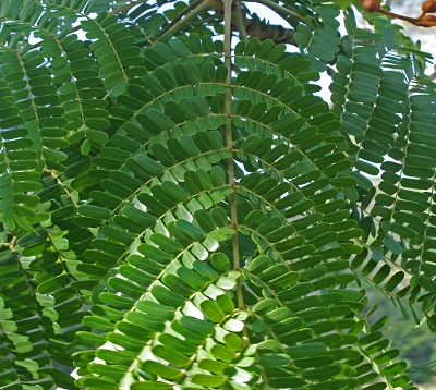 Peltophorum pterocarpum - Peltophore