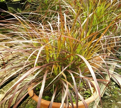 ﻿﻿🚫 Pennisetum setaceum purpureum - Pennisetum rouge nain