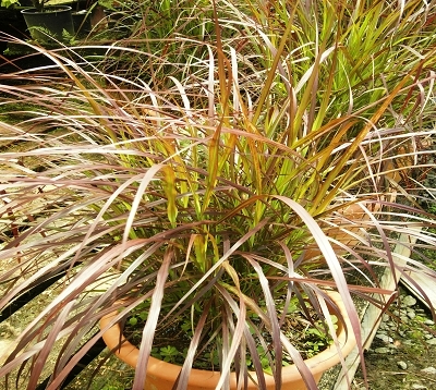 ﻿🚫 Pennisetum setaceum purpureum - Pennisetum rouge nain