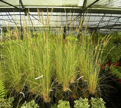 ﻿🚫 Pennisetum villosum - Pennisetum vert nain
