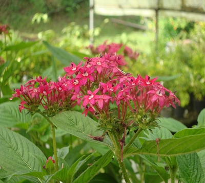 Pentas lanceolata - Pentas