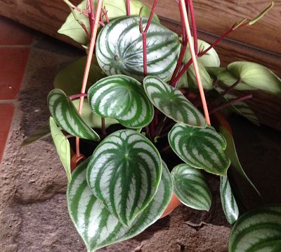 Peperomia argyreia - Peperomia d'argent