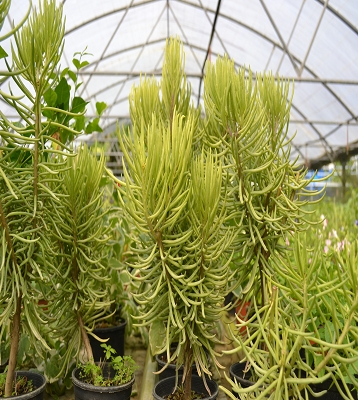 Peperomia beans - Peperomia beans