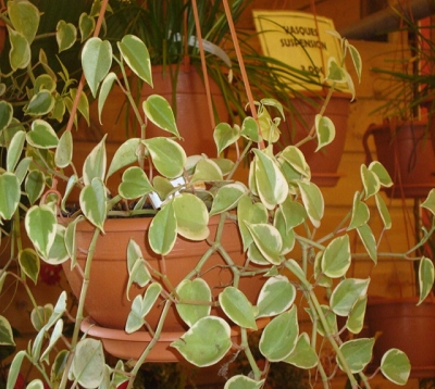 Peperomia obtusifolia variegata - Peperomia Panaché