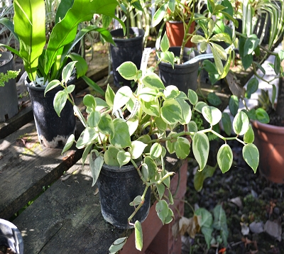 Peperomia scandens variegata -  Peperomia retombant panaché