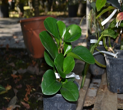 Peperomia scandens- Peperomia retombant vert