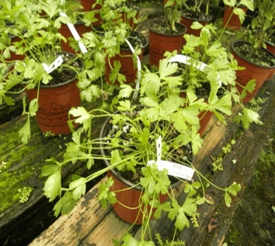 Petroselinum crispum - Persil