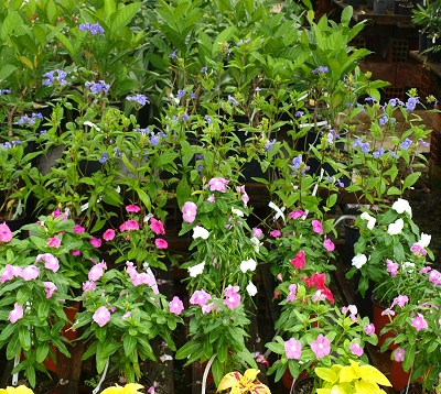 Catharantus roseus - Pervenche de Madagascar