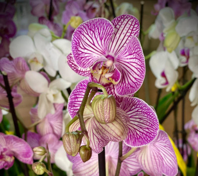 Phalaenopsis- Orchidée papillon