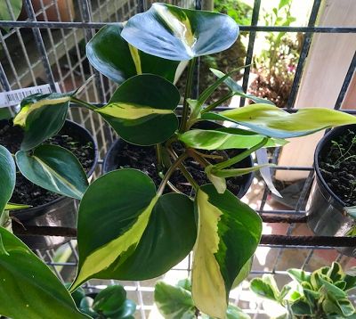 Philodendron hederaceum var.oxycardium - Philodendron Brazil