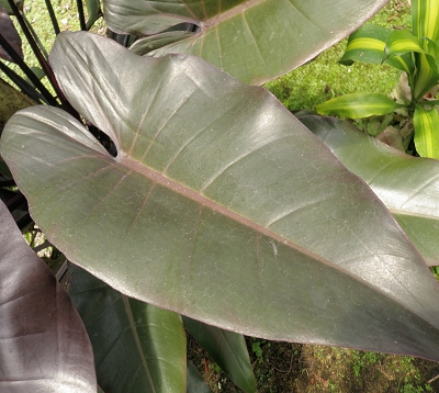 Philodendron - Philodendron