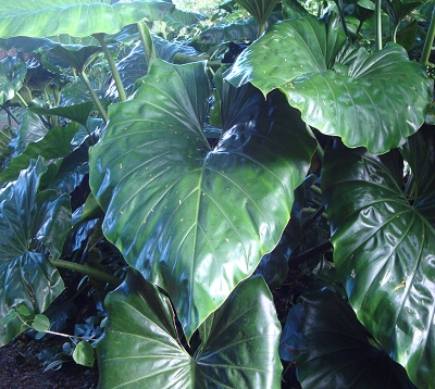 Philodendron giganteum - Philodendron giganteum