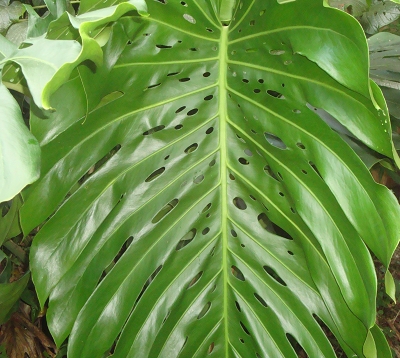 Monstera deliciosa - Monstera deliciosa