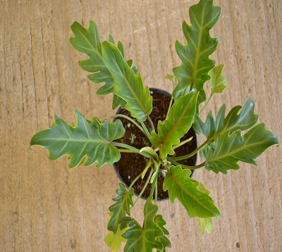 Philodendron selloum nain - Philodendron selloum nain