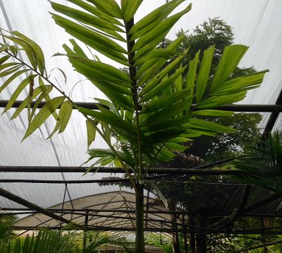 Ptychosperma elegans - Palmier solitaire