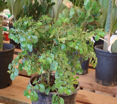 Pilea microphylla - Pilea