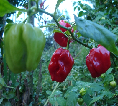 Capsicum chinense - Piment bonda man jak