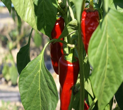 Capsicum annuum - Piment d'espelette