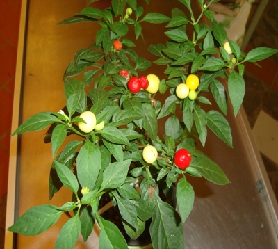 Capsicum annuum - Piment décoratif